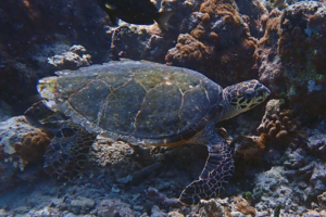 Jonte, hawksbill, adopted by Yoga Tage Claudia Shankari Zimmermann & Lis Mitterrutzner Hawksbill turtle, foraging on reef, Noo Giri, South Ari atoll, Maldives. Image.