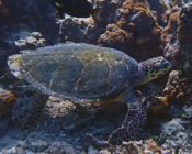Hawksbill turtle, foraging on reef, Noo Giri, South Ari atoll, Maldives. Image.