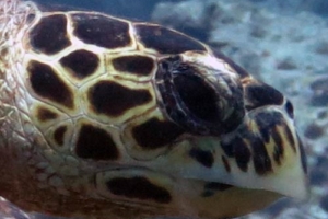 Bella, hawksbill, adopted by Susanne Skrutek Adopted hawksbill turtle, Maldives