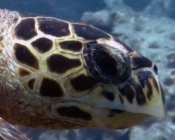 Adopted hawksbill turtle, Maldives