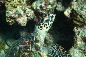 Yoba, hawksbill, adopted by Yvonne & Sebastian Bergmann Adopted hawksbill turtle Maldives