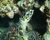 Adopted hawksbill turtle Maldives