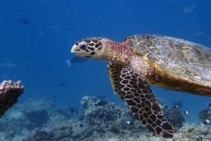 Poldine, hawksbill, adopted Adopted hawksbill turtle maldives