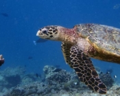 Adopted hawksbill turtle maldives