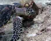 Adopted hawksbill turtle Lhaviyani Atoll Maldives