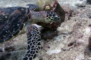 Pebbles, hawksbill, adopted by Melanie Barfuß Adopted hawksbill turtle Lhaviyani Atoll Maldives