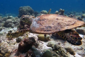 Rafael, hawksbill, adopted for Liam by Ann Carlsson Adopt a turtle Lhaviyani Atoll Maldives