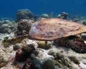 Adopt a turtle Lhaviyani Atoll Maldives