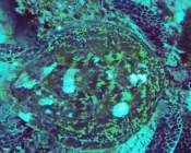 Hawksbill turtle, Nakolhu Giri, Lhaviyani Atoll, Maldives