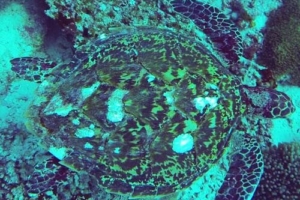 Penelope, hawksbill, adopted by Bernard & Karin Hawksbill turtle, Nakolhu Giri, Lhaviyani Atoll, Maldives