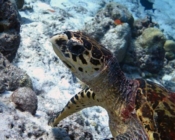 Hawksbill turtle, Kanihura Corner, Lhaviyani Atoll, Maldives