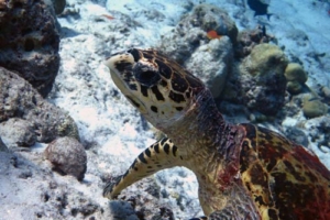 Viola, hawksbill, adopted by Christof adn Sandra Mändle Hawksbill turtle, Kanihura Corner, Lhaviyani Atoll, Maldives