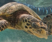 Hawksbill turtle, Komandoo north, Lhaviyani atoll, Maldives. Image.