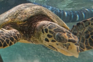 Airam, hawksbill, adopted by Daniela Wolf Hawksbill turtle, Komandoo north, Lhaviyani atoll, Maldives. Image.