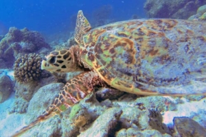 Chrisanja, hawksbill, adopted by Anja Ponsold Hawksbill turtle, Kuredu Caves, Lhaviyani Atoll, Maldives