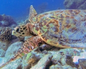 Hawksbill turtle, Kuredu Caves, Lhaviyani Atoll, Maldives