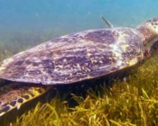 Hawksbill turtle, Kuredu Caves, Lhaviyani Atoll, Maldives