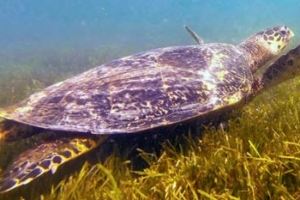 Kitho, hawksbill, adopted by Christian Eichtinger Hawksbill turtle, Kuredu Caves, Lhaviyani Atoll, Maldives