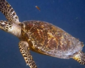 Adopt a critically endangered hawsbill turtle, Maldives