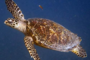 Marie, hawksbill, adopted by Christopher Bohne-Herzog & Susan Herzog Adopt a critically endangered hawsbill turtle, Maldives