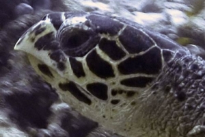 Corky, hawksbill, adopted for Corky by Sonja Hawksbill turtle, Kuredu Express, Lhaviyani Atoll, Maldives