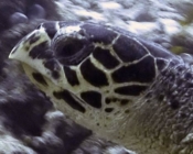 Hawksbill turtle, Kuredu Express, Lhaviyani Atoll, Maldives