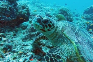 Michaelangelo, hawksbill, adopted for Megan by Katie Adopt a turtle Lhaviyani Atoll Maldives