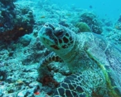 Adopt a turtle Lhaviyani Atoll Maldives