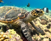 Hawksbill turtle on a coral reef, Makunudhoo Reef, North Malé Atoll, Maldives. Image.