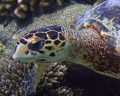Hawksbill turtle, foraging on reef, Dhigurah Beyru, South Ari atoll, Maldives. Image.