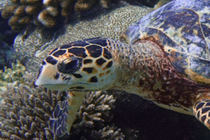 Paula, hawksbill, adopted by Yoga Tage Claudia Shankari Zimmermann & Lis Mitterrutzner Hawksbill turtle, foraging on reef, Dhigurah Beyru, South Ari atoll, Maldives. Image.