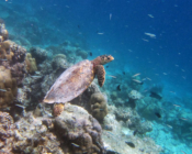 Adopy a turtle. Image of a hawksbill sea turtle, Lhaviyani Atoll, Maldives.