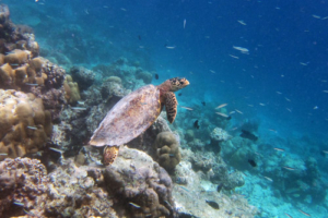 Filly, hawksbill, adopted by Annette & Scott Adopy a turtle. Image of a hawksbill sea turtle, Lhaviyani Atoll, Maldives.