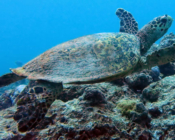 Hawksbill, Kuredu Corner, Lhaviyani Atoll, Maldives