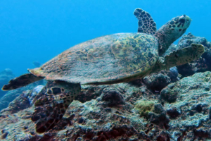 JanSel, hawksbill, adopted by Selina Wöste Hawksbill, Kuredu Corner, Lhaviyani Atoll, Maldives