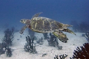 Thomaso, hawksbill, adopted for Thomas by Micaela Elfving Thomaso, an adopted hawksbill turtle, Maldives