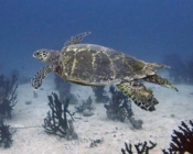 Thomaso, an adopted hawksbill turtle, Maldives