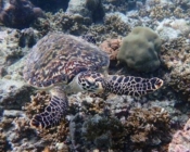 Hawksbill, Tinga Giri, Lhaviyani Atoll, Maldives