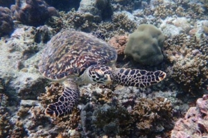 Silvi, hawksbill, adopted by Silvia & Michael Hawksbill, Tinga Giri, Lhaviyani Atoll, Maldives