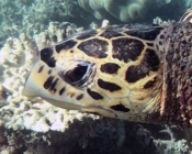 Hawksbill turtle, Fushifaru Corner, Lhaviyani Atoll, Maldives