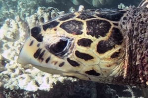 Bumba, hawksbill, adopted by Dominic Brinkmann Hawksbill turtle, Fushifaru Corner, Lhaviyani Atoll, Maldives