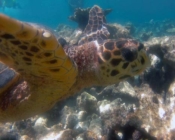 Adopt a turtle South Male Atoll Maldives