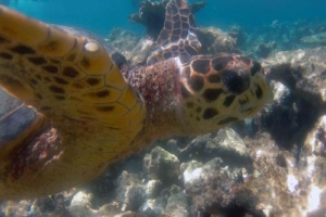 Elmi, hawksbill, adopted for Elmira by Raghav Dhir Adopt a turtle South Male Atoll Maldives
