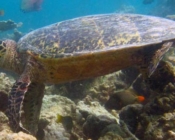 Hawksbill turtle, Makunudhoo Reef, North Male Atoll, Maldives