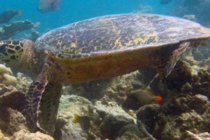 Charlie, hawksbill, adopted by Charlie Wilson Hawksbill turtle, Makunudhoo Reef, North Male Atoll, Maldives
