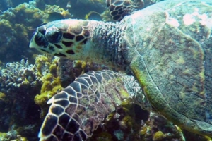 Kameko, hawksbill, adopted by Charles and Anna Facey