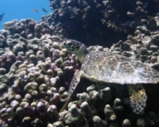 Adopt a turtle Maldives