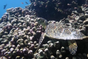 Anso, hawksbill, adopted for Anne-Sophie by Axelle Defossez Adopt a turtle Maldives
