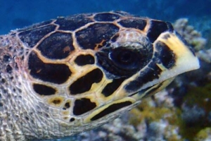 Loabi, hawksbill, adopted for Sarah & Oliver. Hawksbill, Turtle Reef, South Male, Maldives. Image.