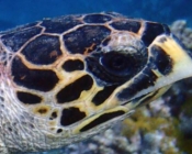 Hawksbill, Turtle Reef, South Male, Maldives. Image.